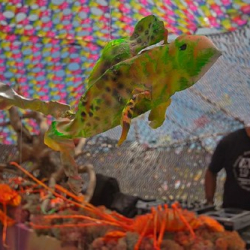 respect26 respect26 • <a style="font-size:0.8em;" href="http://www.flickr.com/photos/93182493@N07/21459361571/" target="_blank">View on Flickr</a>