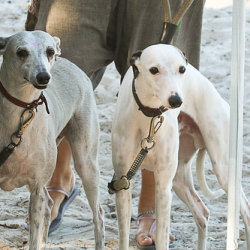 • <a style="font-size:0.8em;" href="http://www.flickr.com/photos/93182493@N07/15975486223/" target="_blank">View on Flickr</a>