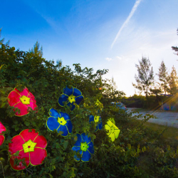 Aleka Fotografia Copyright © 2015 Aleka Fotografia Copyright © 2015 • <a style="font-size:0.8em;" href="http://www.flickr.com/photos/93182493@N07/21425389016/" target="_blank">View on Flickr</a>